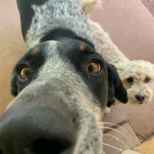 Meet your Posher, Sevon